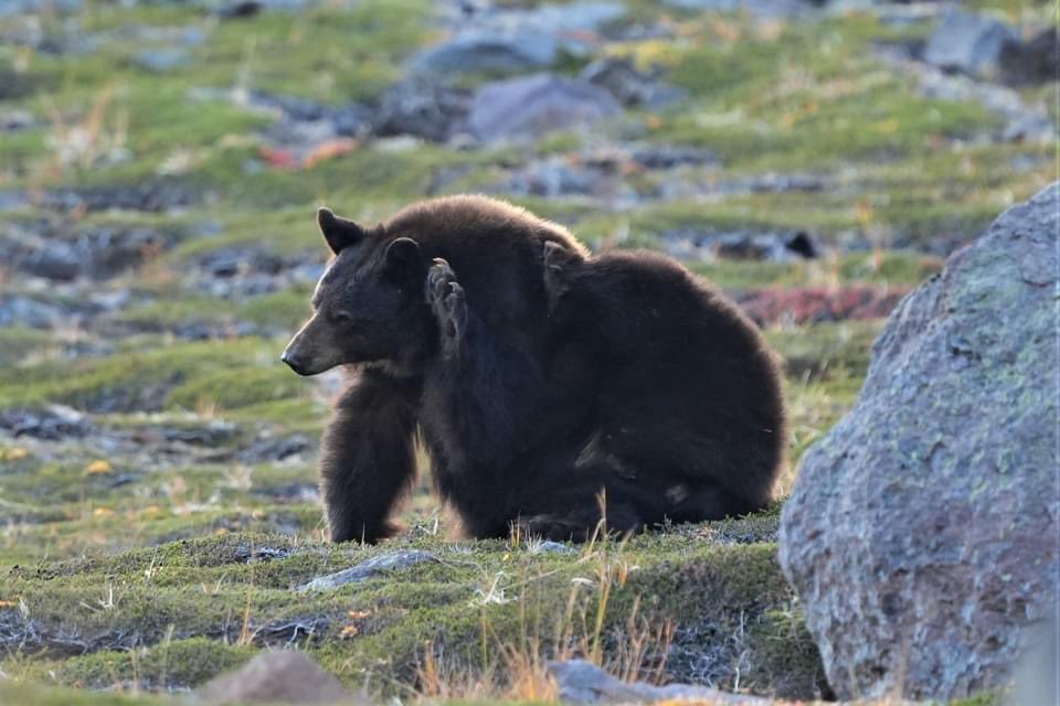 ShaneCard's tweet photo. Great morning on my mountain ❤️ @MountRainierNPS #cardadventures #visitrainier #mountrainier #mountrainiernationalpark #hiking #hikingadventures #Bears https://t.co/44a8RNFxvQ