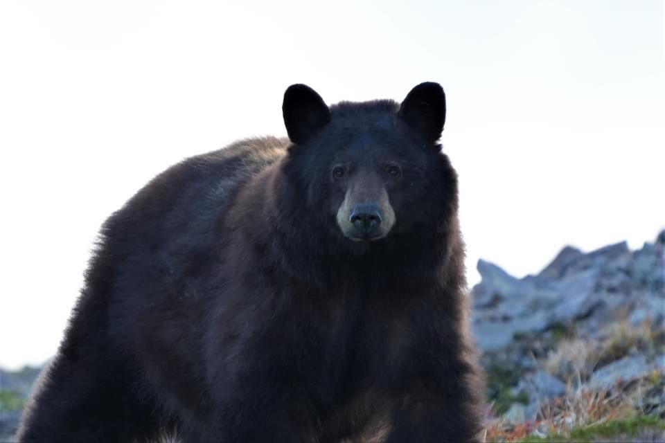 Great morning on my mountain ❤️ <a href="/MountRainierNPS/">MountRainierNPS</a> #cardadventures #visitrainier #mountrainier #mountrainiernationalpark #hiking #hikingadventures #Bears