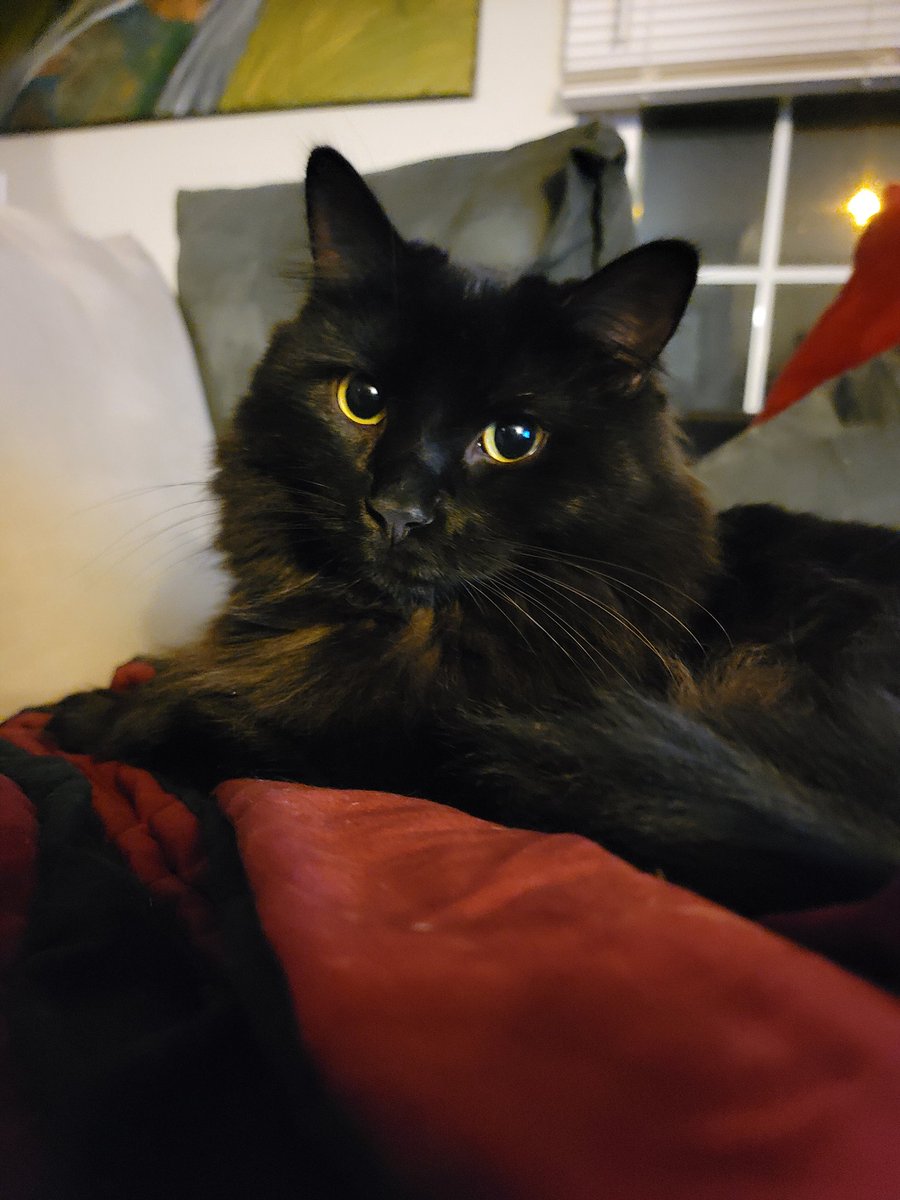 SamHuilman's tweet photo. My sweet Echo boy. https://t.co/jQ7lscqUvV