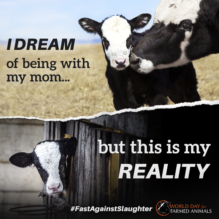 SlomkaEmerson's tweet photo. On October 2nd-- World Day for Farmed Animals-- I will #fastagainstslaughter in solidarity with the 70 billion land animals and 1 trillion+ fish who are slaughtered annually. https://t.co/DqHtNQOsIg