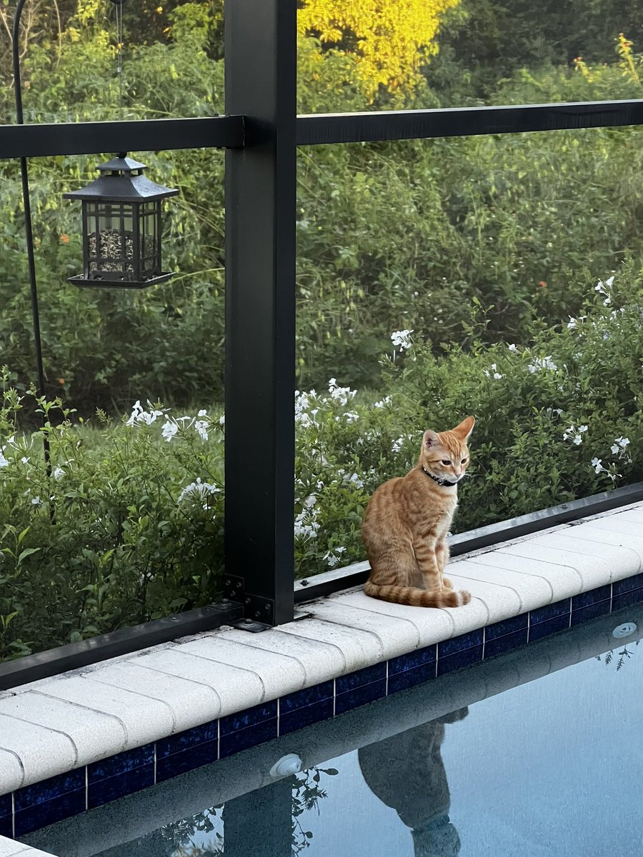 Marmalade_cat1's tweet photo. Caught 3 lizards and 1 frog in and enclosed patio. Professional reptile remover!

(For the record, mum &amp; dad cannot figure out how they are getting in!!!!) https://t.co/WFUvSPjTLD