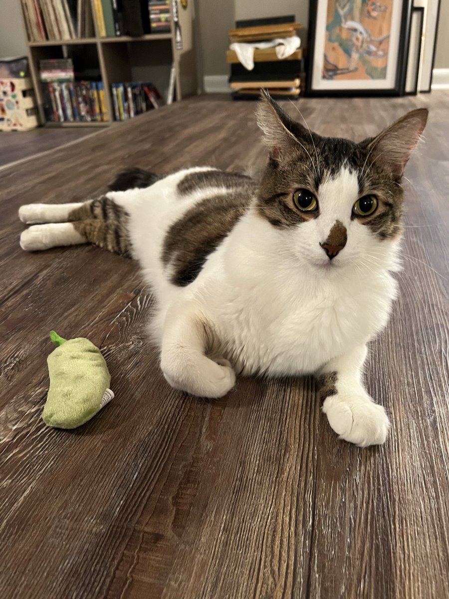 catnamedham's tweet photo. a Pickle. https://t.co/PmfIhNROms
