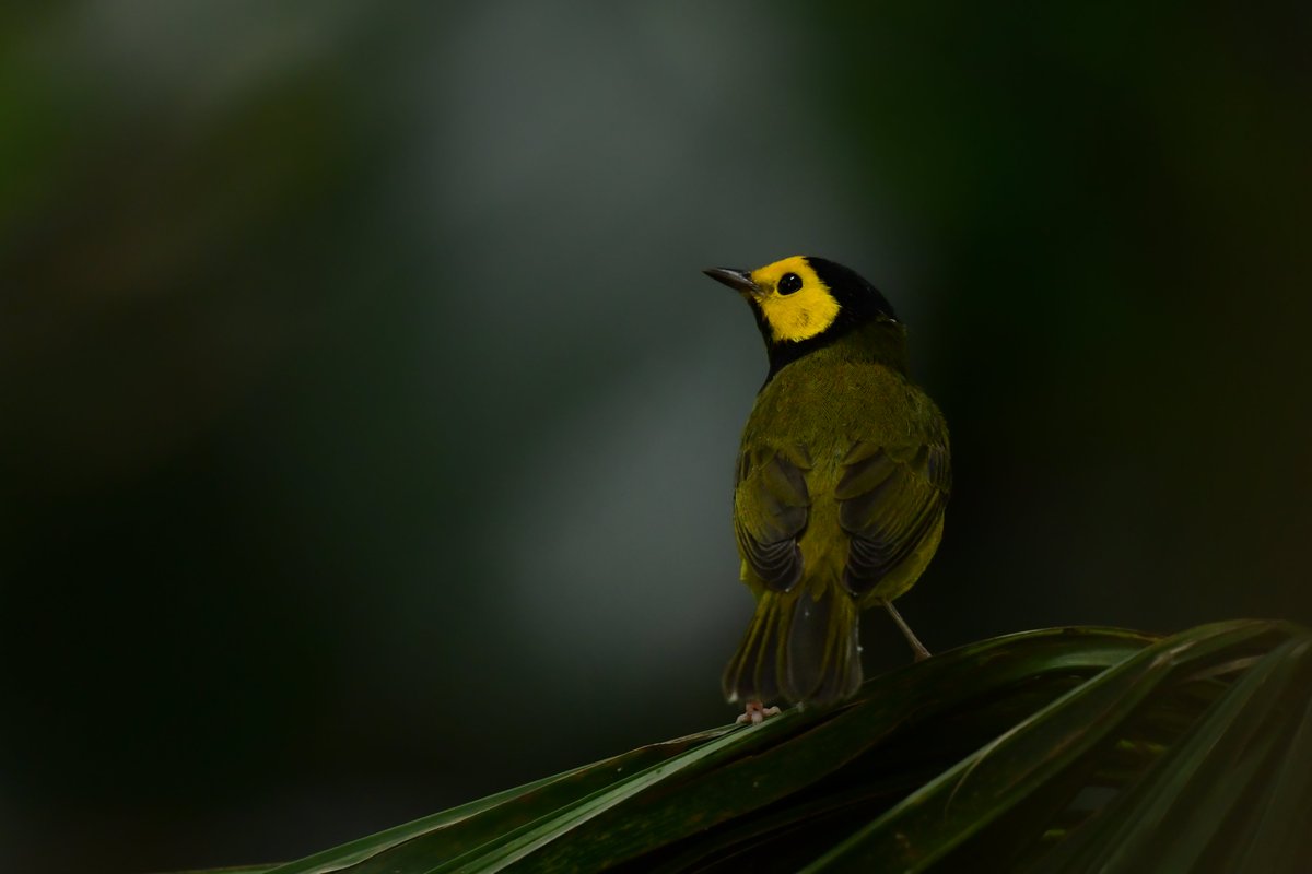 Beautiful Hooded Warbler - my lifer! #birdphotography #birding