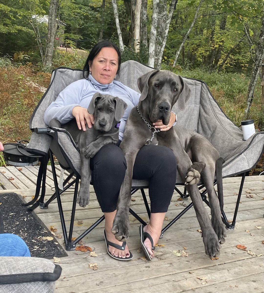 #greatdane
