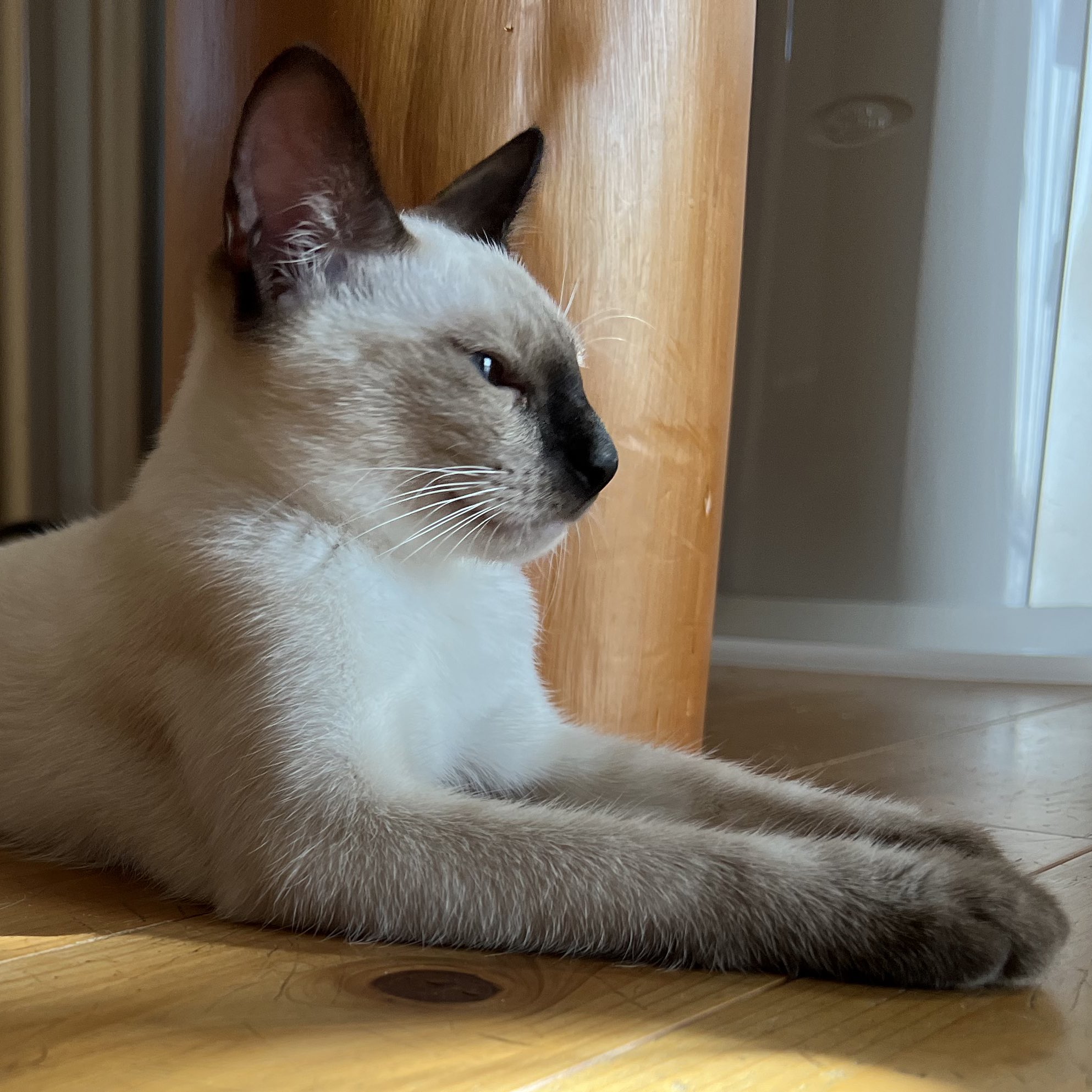 シャム猫 Twitter Search Twitter