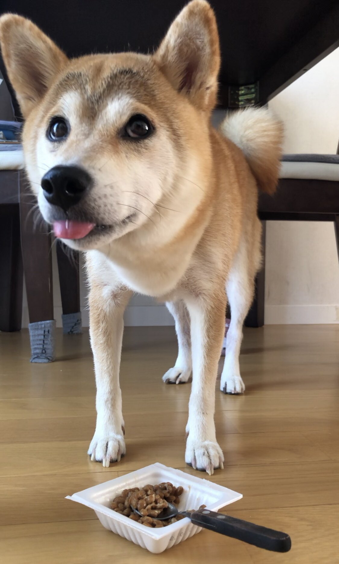 柴犬 もも Momonosekaiii Twitter
