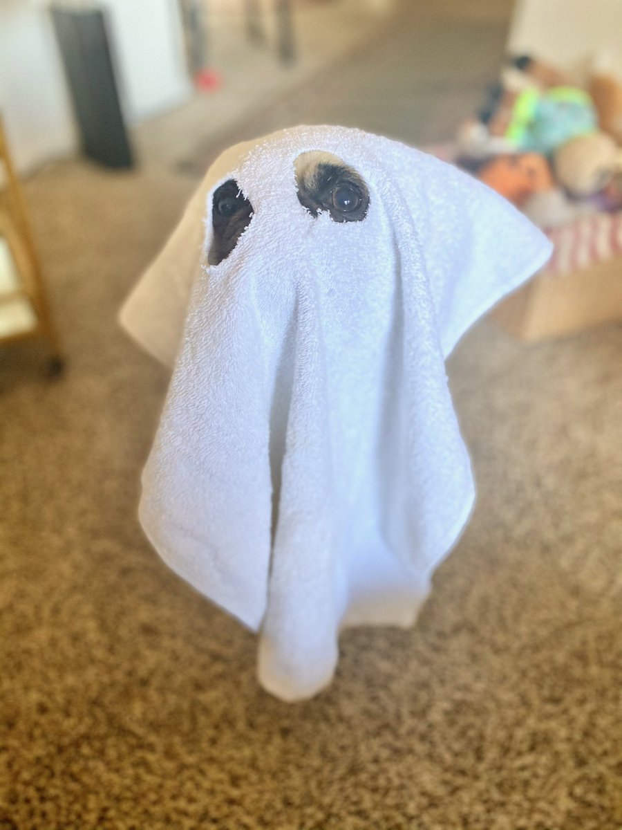 ItsMatchaThePug's tweet photo. BOO! Did I scare you? 😁 Happy October 1st! 🎃 #October1st #GhostAdventures #MatchaThePug https://t.co/dEcMrDRr2U
