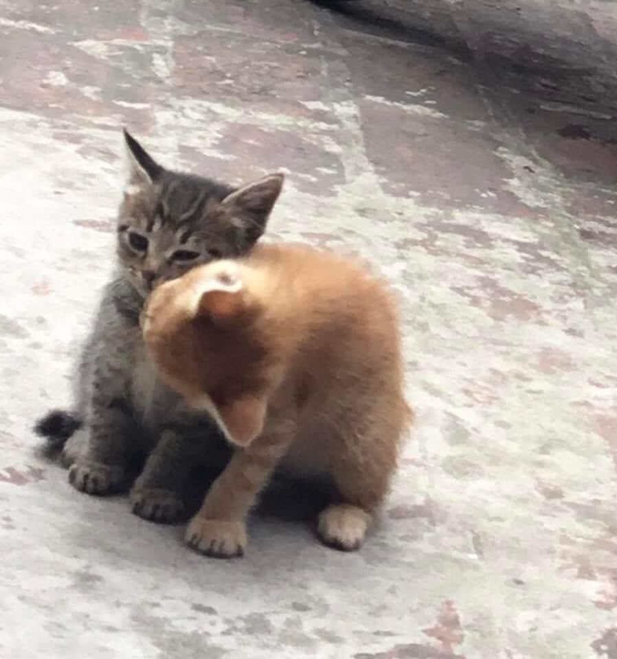 could be us ✧*:･