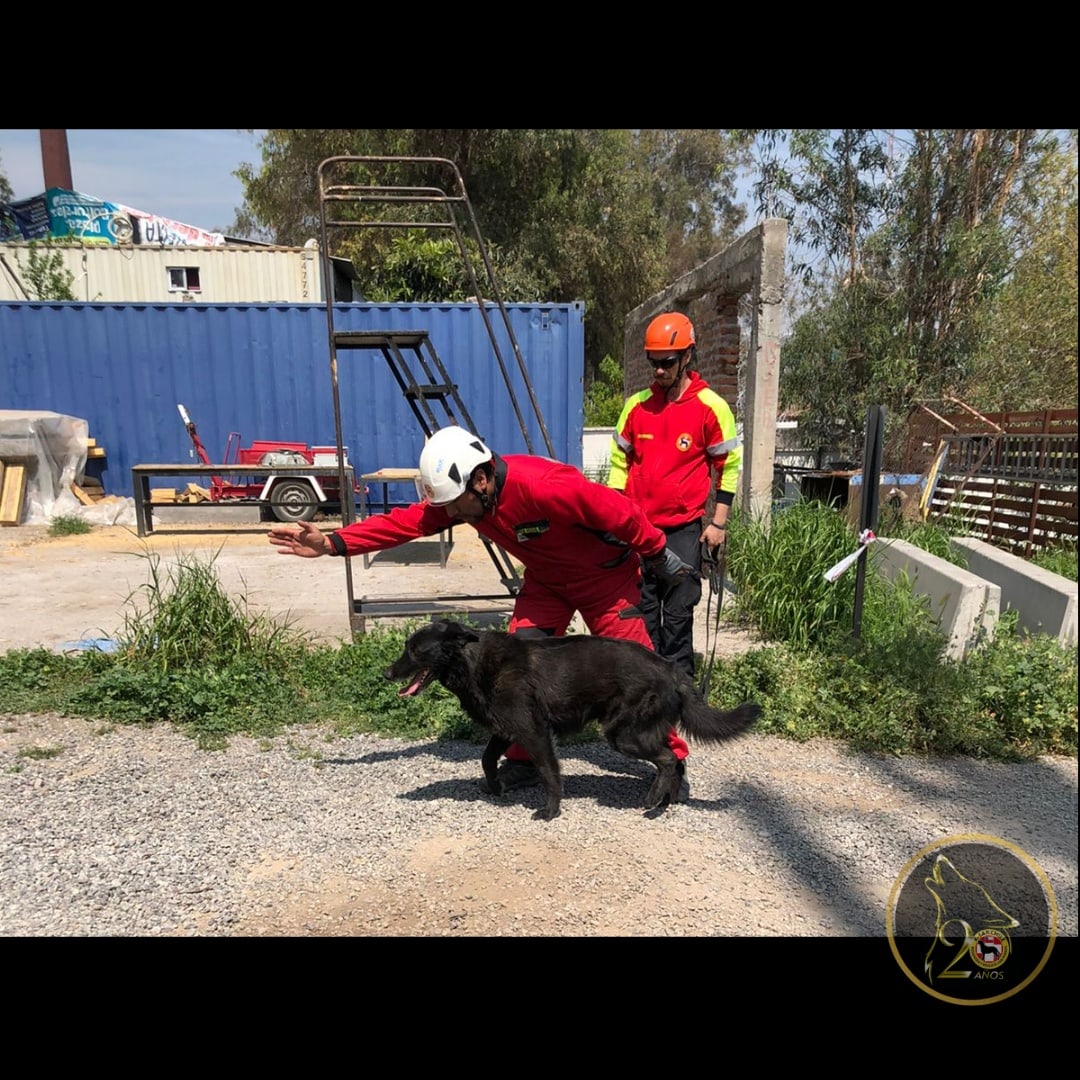 ksar_chile's tweet photo. ⛑️🐕🦺 Entrenamiento estructuras colapsadas
#ksar #chile #ksarchile20años #buscamosvidas #activanywhere #eukanubaACTIV #rescuedogday #k9 #wildernesssearchandrescue #rubblesearch #irodogs #perrodeacción #k9sar #trainingdog #wafa #braak #searchandrescuedogs https://t.co/3qr6bbA22I
