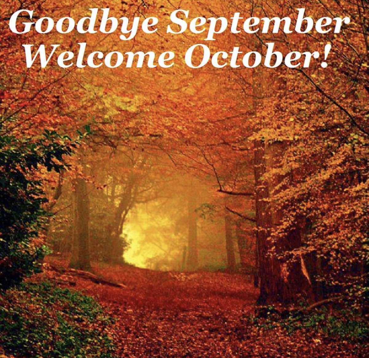 SoulfulSynergy's tweet photo. October will be a month of honesty.
October will be a month of healing. 
October will be a month of kindness. 
October will be a month of honor.
October will be a month of respect. https://t.co/Wb2nv6gqBO