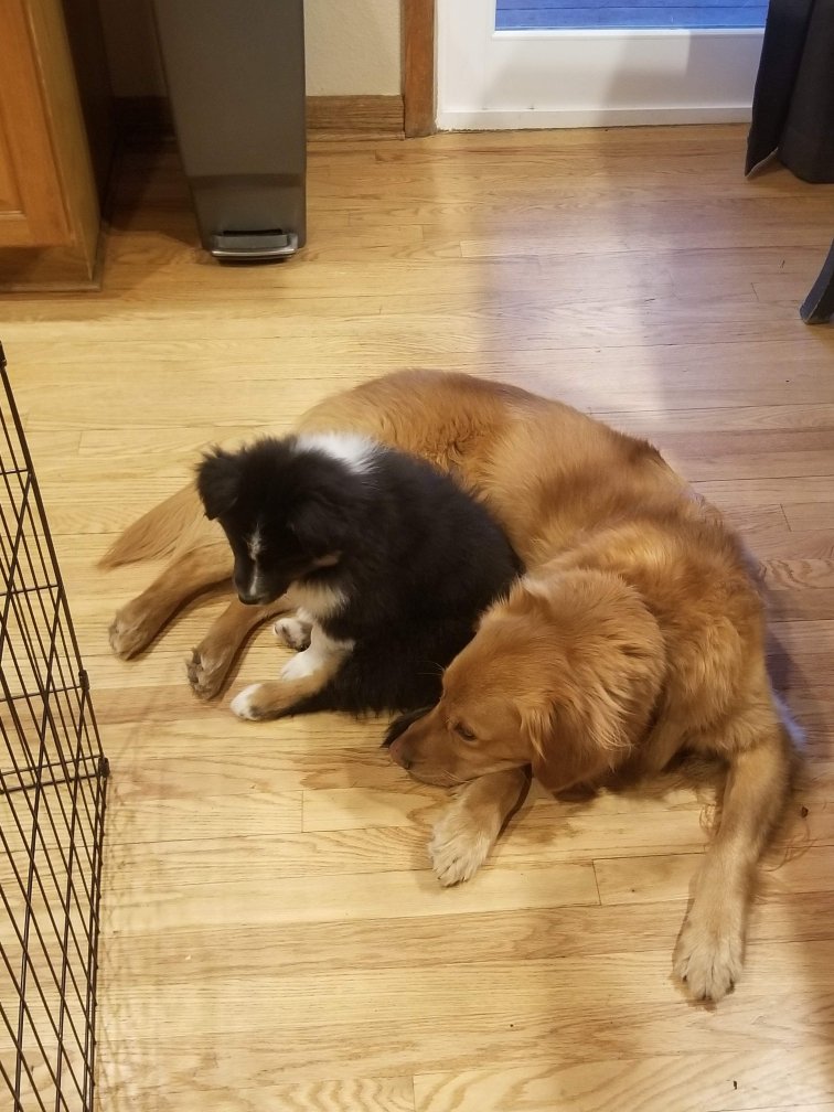 K2DnvrRun's tweet photo. @blonde_opinion About a year old, but the pup was so cute then (still is) https://t.co/JR35YgEvUX