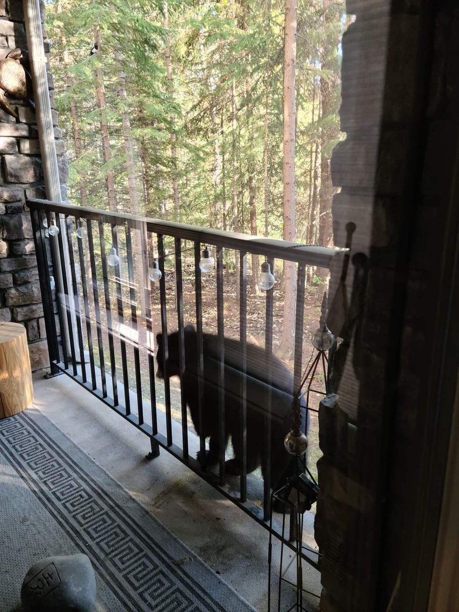 KingCalgary's tweet photo. Hey #calgary You know what we got in Discovery Ridge #YYC?  BEARS.  They just relocated a family of them last week, but we got new neighbors moved in to their vacancy.  The rental market must be really tight. @calgaryzoo @calgarysun https://t.co/z263NxO1Q3