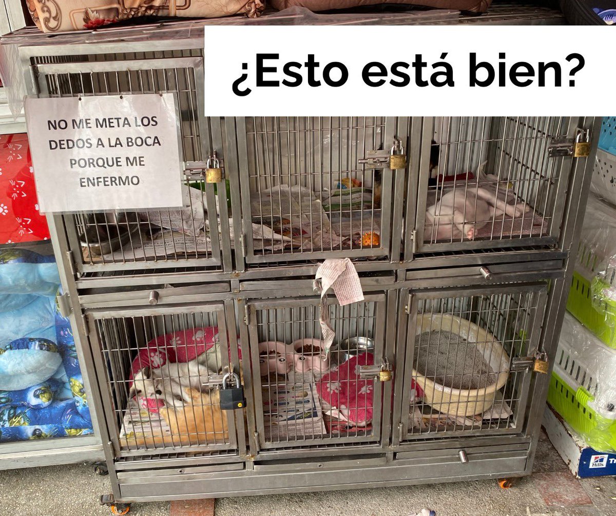 Marrrr_g's tweet photo. La veterinaria Mascotas y Cia de Bucaramanga tiene hace más de 3 meses encerrado a un gatico persa a la espera de que alguien lo compre, como si se pudiera negociar con un ser vivo. https://t.co/DMmWJ0yzbq