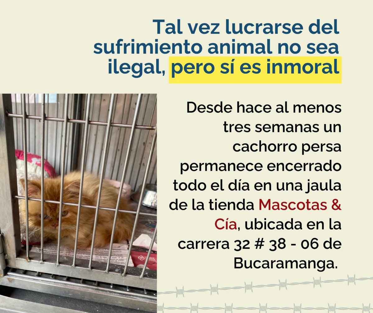 Marrrr_g's tweet photo. La veterinaria Mascotas y Cia de Bucaramanga tiene hace más de 3 meses encerrado a un gatico persa a la espera de que alguien lo compre, como si se pudiera negociar con un ser vivo. https://t.co/DMmWJ0yzbq