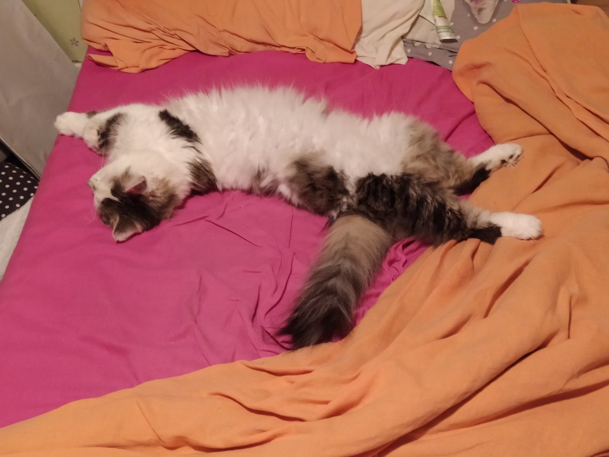 Chiipsie's tweet photo. @Shisheyu Caramel (6 mois, la petite écaille de tortue), Praline (4 ans, à poils longs) et Filou (12 ans). https://t.co/sfwUCLoYD6