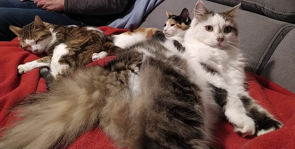 Chiipsie's tweet photo. @Shisheyu Caramel (6 mois, la petite écaille de tortue), Praline (4 ans, à poils longs) et Filou (12 ans). https://t.co/sfwUCLoYD6