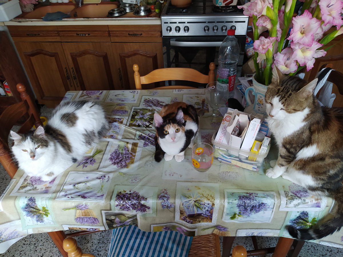 Chiipsie's tweet photo. @Shisheyu Caramel (6 mois, la petite écaille de tortue), Praline (4 ans, à poils longs) et Filou (12 ans). https://t.co/sfwUCLoYD6