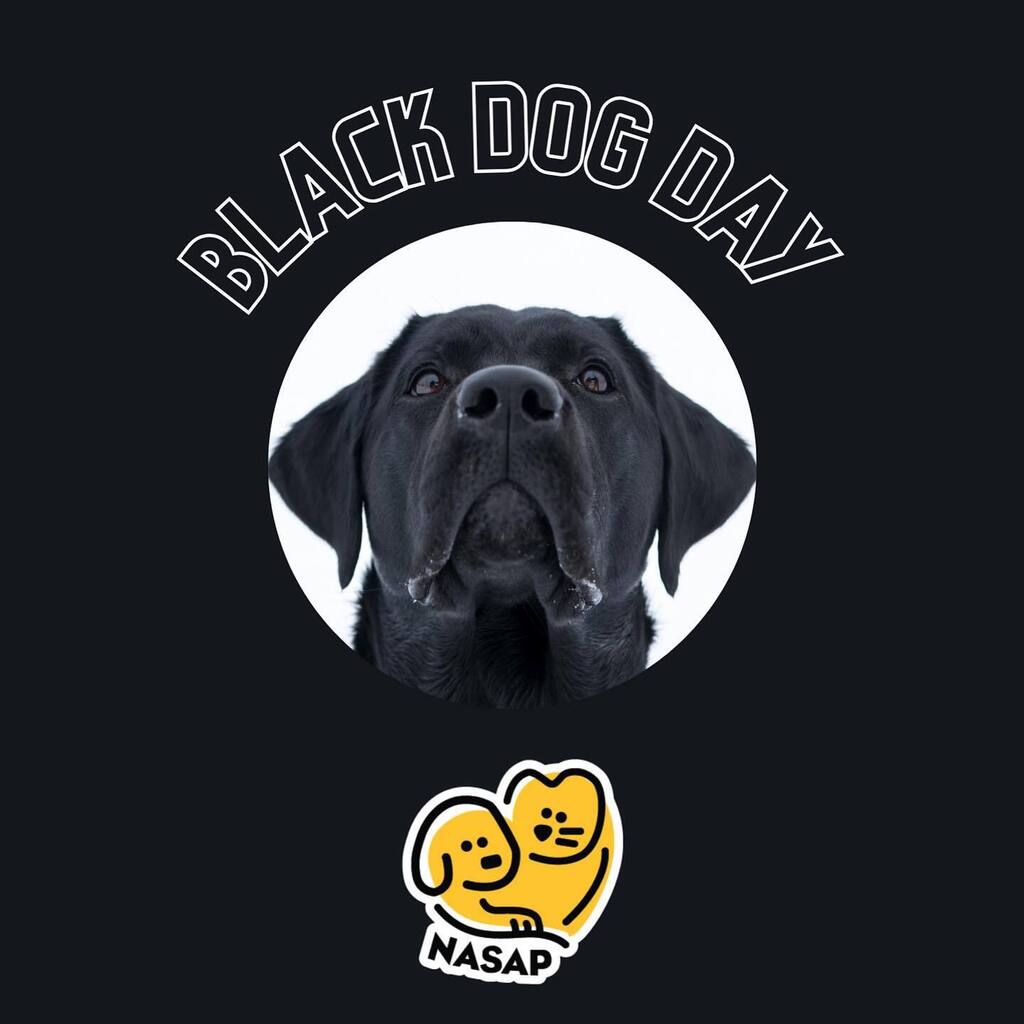 NasapCa's tweet photo. It’s National Black Dog Day 🐾 be awesome pawrents and show us your black dog
#nasapdog #blackdog #blackdogsrule #nasaprescue https://t.co/94lW6CK1XC https://t.co/TVRQDf8TrB