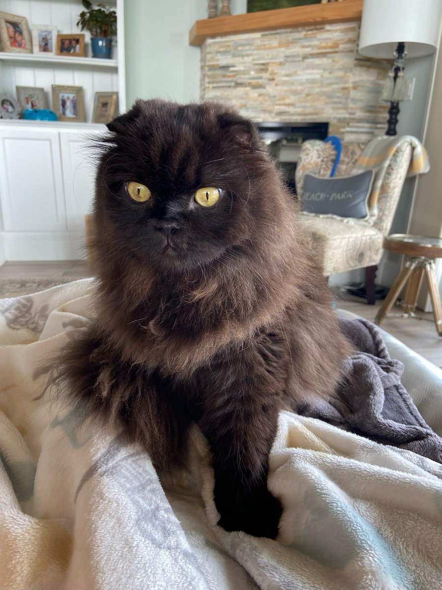 missyperez's tweet photo. ‼️ ATTN: SOUTH TAMPA / PALMA CEIA NEIGHBORHOOD ‼️

We evacuated AMI to my aunt’s in South Tampa due to Ian, &amp; believe the love of my life, our black Scottish Fold, Ozzie, got out tonight. Sweetest cat ever. I’m beside myself.

If anyone finds or sees him, DMs are open. Please RT! https://t.co/saU2VEoBIc