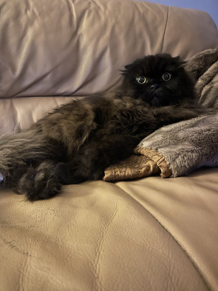 missyperez's tweet photo. ‼️ ATTN: SOUTH TAMPA / PALMA CEIA NEIGHBORHOOD ‼️

We evacuated AMI to my aunt’s in South Tampa due to Ian, &amp; believe the love of my life, our black Scottish Fold, Ozzie, got out tonight. Sweetest cat ever. I’m beside myself.

If anyone finds or sees him, DMs are open. Please RT! https://t.co/saU2VEoBIc