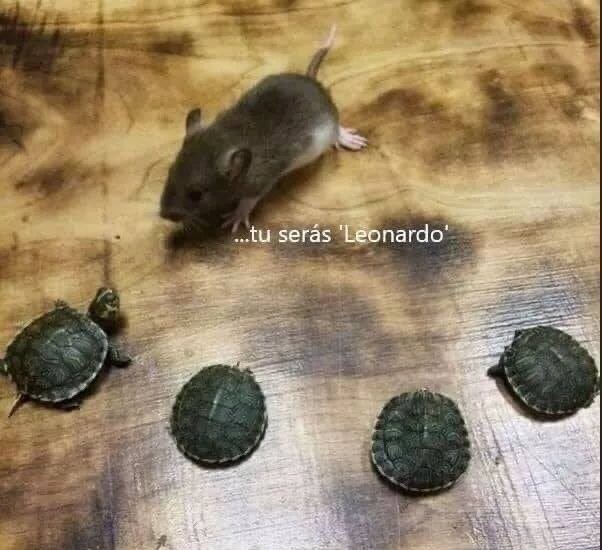 Shitpost só que de verdade (@shitpostverdade) on Twitter photo 