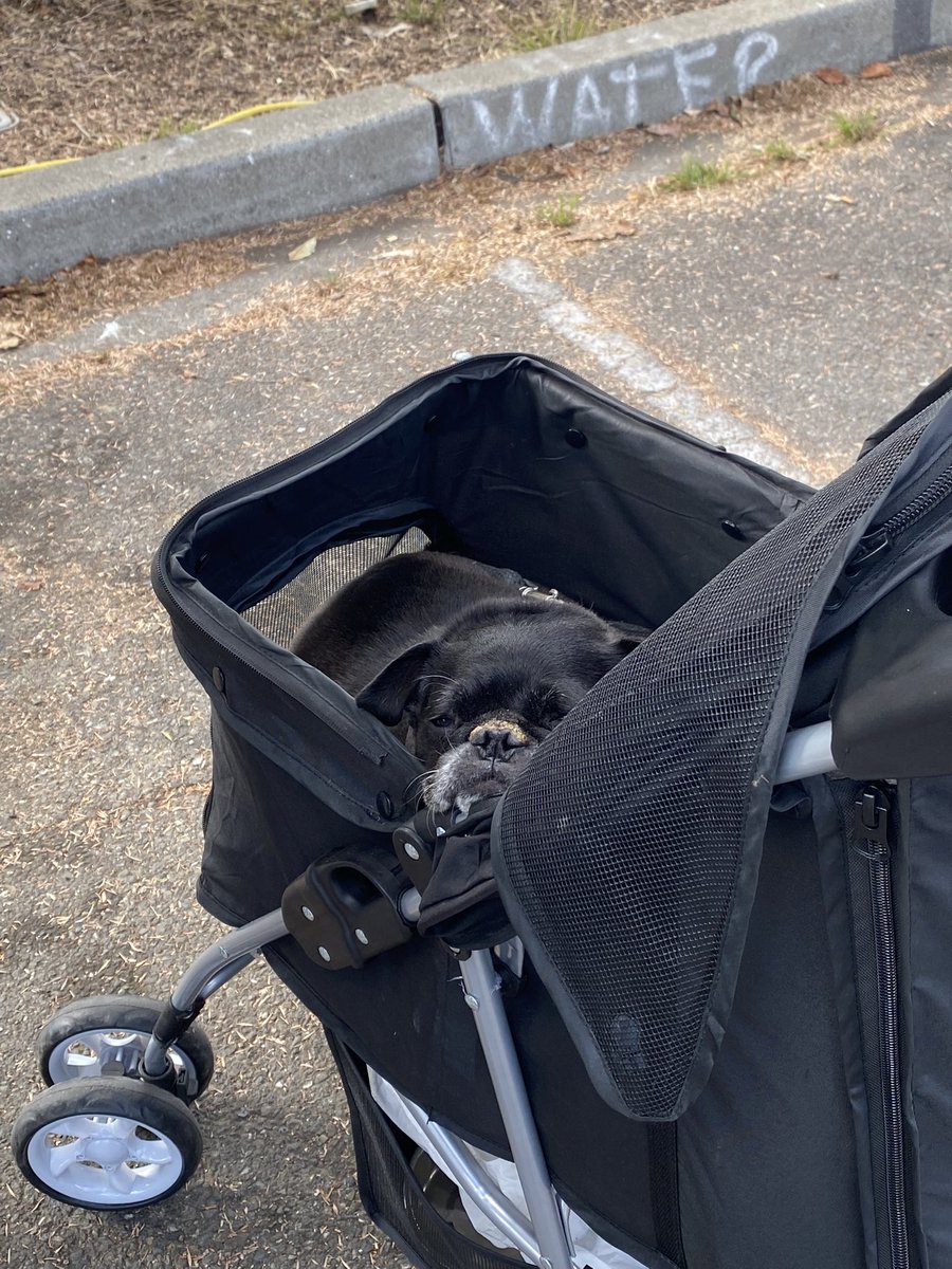 pug_goffman's tweet photo. Happy #NationalBlackDogDay! Chilling at @oaktoberfest #Oakland #blackpug https://t.co/gHI82jrxGI