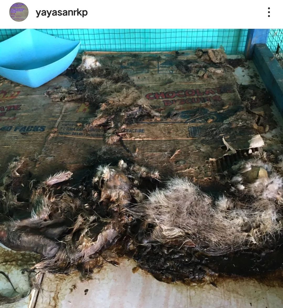 txtanakPKU's tweet photo. [ HELP RT ]
PENIPU DONASI BERKEDOK PENITIPAN KUCING
⚠️ KUCING DITELANTARKAN SAMPAI MEMBUSUK ⚠️
‼️BANGKAI KUCING‼️
cr. ig: @/cintasatwariau @/yayasanrkp @/pekanbarudoglovers @/kittyrescue

sebelum &amp; sesudah dititip https://t.co/rKhHdOpSLp