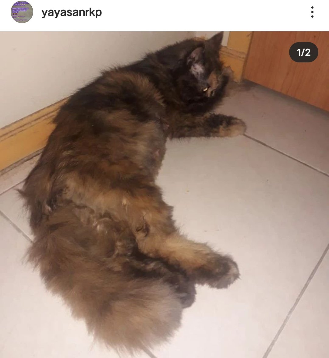 txtanakPKU's tweet photo. [ HELP RT ]
PENIPU DONASI BERKEDOK PENITIPAN KUCING
⚠️ KUCING DITELANTARKAN SAMPAI MEMBUSUK ⚠️
‼️BANGKAI KUCING‼️
cr. ig: @/cintasatwariau @/yayasanrkp @/pekanbarudoglovers @/kittyrescue

sebelum &amp; sesudah dititip https://t.co/rKhHdOpSLp