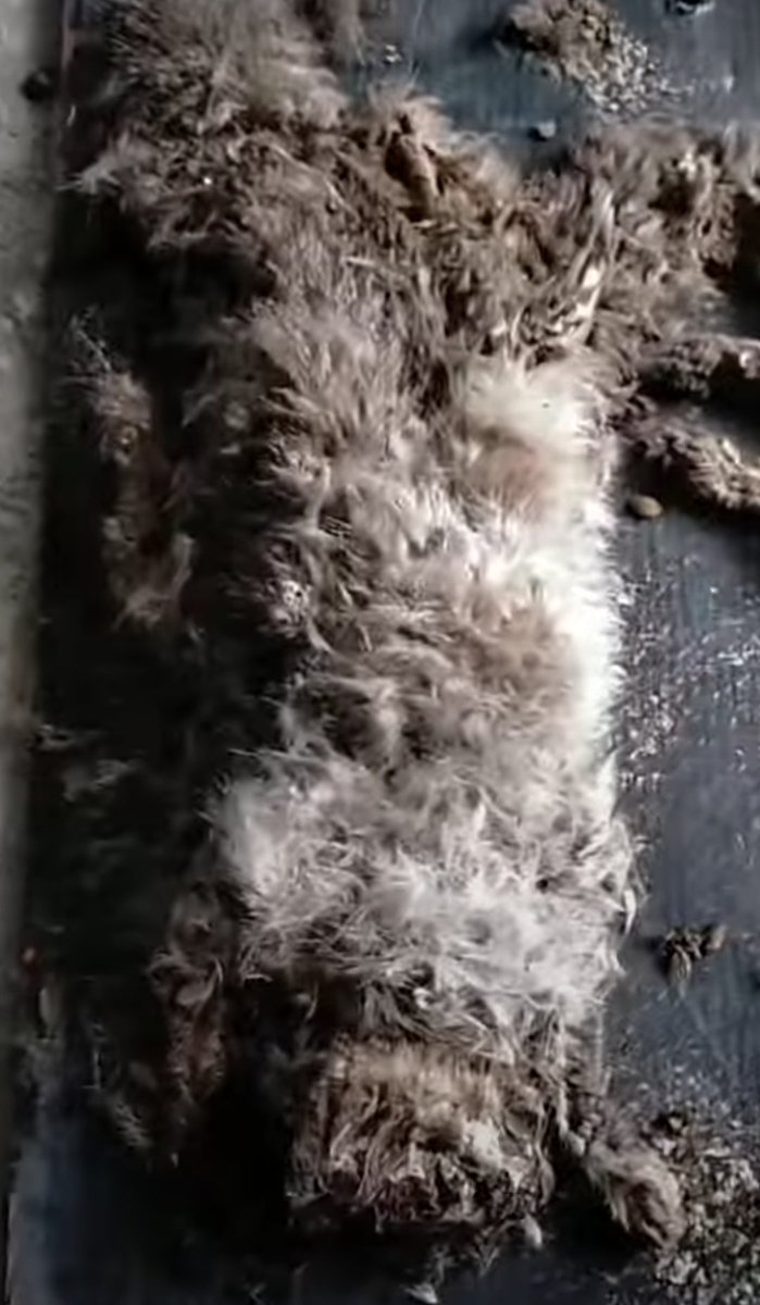 [ HELP RT ]
PENIPU DONASI BERKEDOK PENITIPAN KUCING
⚠️ KUCING DITELANTARKAN SAMPAI MEMBUSUK ⚠️
‼️BANGKAI KUCING‼️
cr. ig: @/cintasatwariau @/yayasanrkp @/pekanbarudoglovers @/kittyrescue

sebelum &amp; sesudah dititip