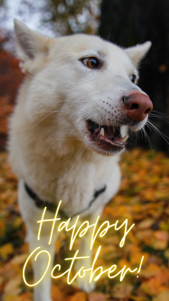 Happy October #dogsoftwitter 🧡🧡🧡