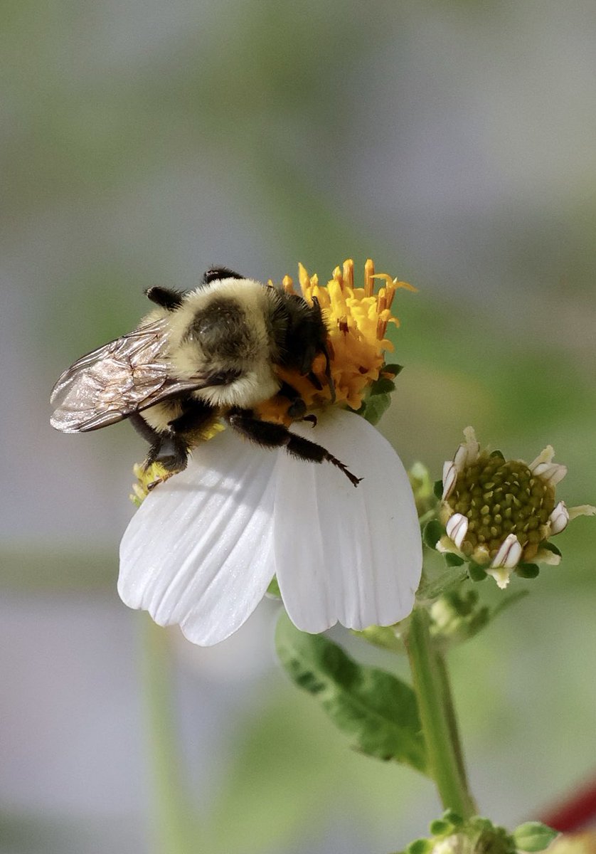 DonnaWells08's tweet photo. Nature Therapy #Fallingwaters #statepark #Chipley #bee https://t.co/dnBOE1hY9Q