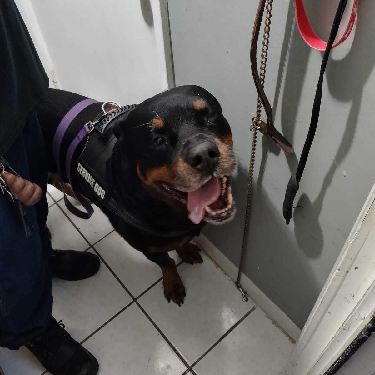 Happy National Black Dog Day!