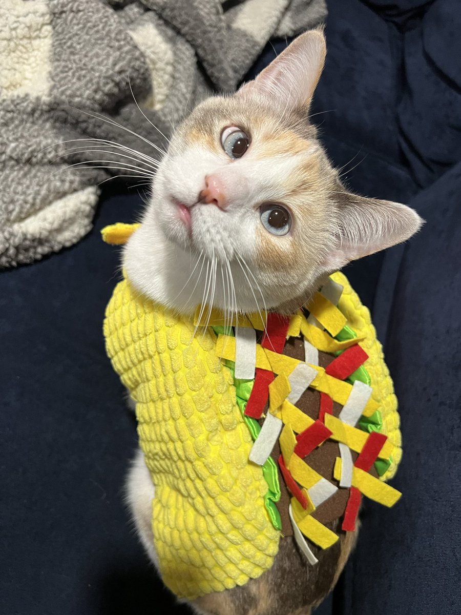 fatfatpankocat's tweet image. Tacocat