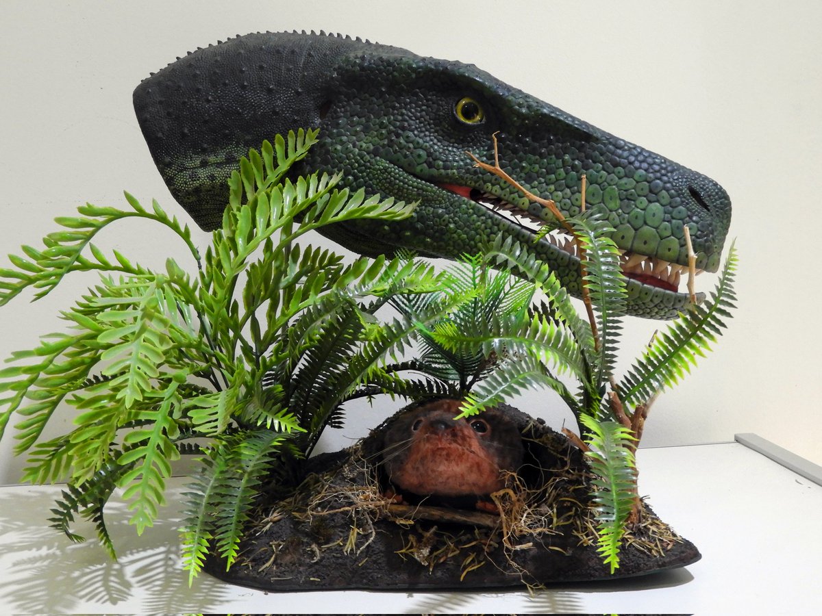 dinoesculturas's tweet photo. #Herrerasaurus stalking a #Chiniquodon that emerges unsuspecting from its burrow. Epoxy clay, air-dry polymeric clay, plastic eyes, artificial plants. Full size #paleoart #dinosaur #cynodon #triassic #triasico #handsculpted #handmade #handpainted #argentina #ischigualasto https://t.co/9iM2VUs4En