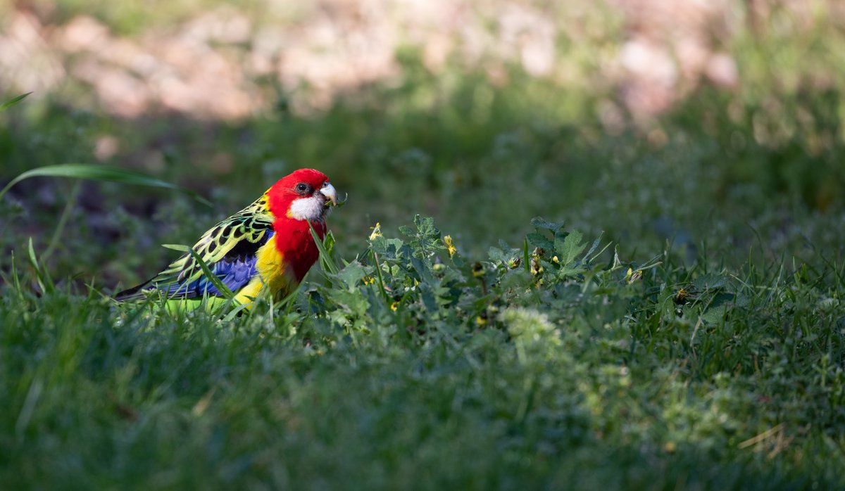 Peter Virag tweet media