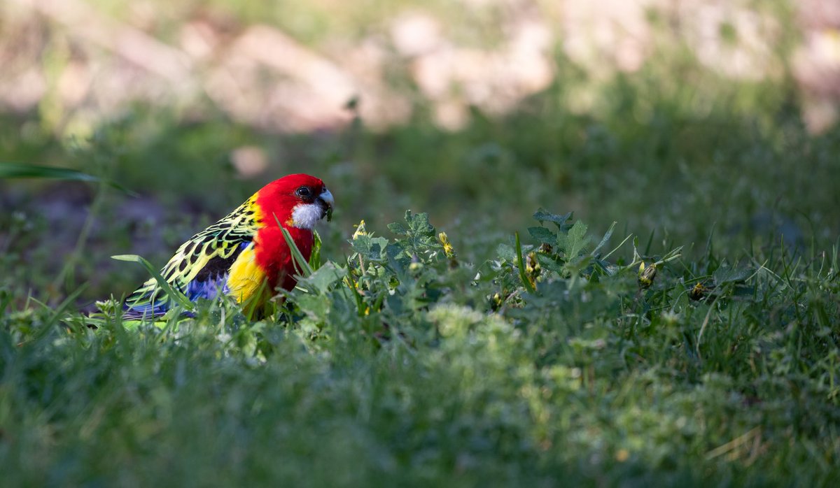 Peter Virag tweet media