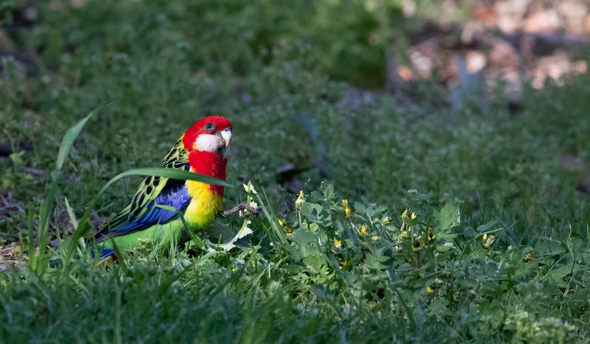 Peter Virag tweet media