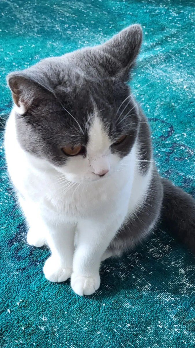 lm_____kkoong's tweet photo. 221002 

🐬🐱 https://t.co/B4RaHmywPc