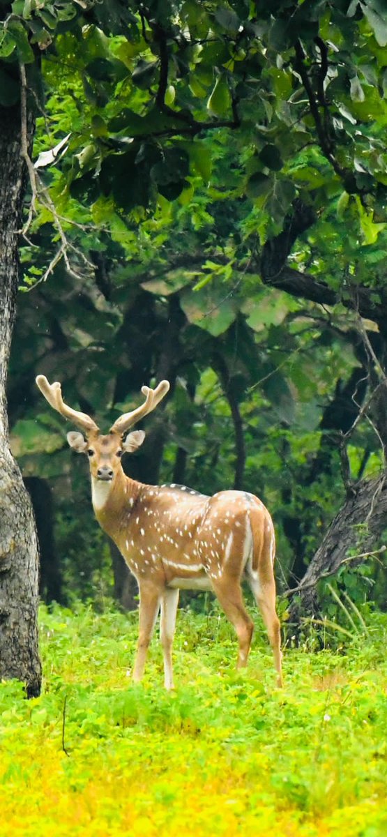 SantoshKumarBRS's tweet photo. Result of immense care about forests by our Hon'ble CM Sri KCR garu, there is a significant increase of wildlife in #KTR (Kawwal Tiger Reserve) Forest in Mancherial District. Found these innocent looking spotted deers 🦌there.

#AmazingKTR 
#WildlifePhotography 📸 https://t.co/t8yWIkrfE5