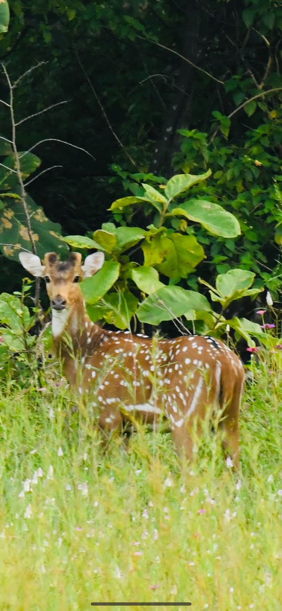 SantoshKumarBRS's tweet photo. Result of immense care about forests by our Hon'ble CM Sri KCR garu, there is a significant increase of wildlife in #KTR (Kawwal Tiger Reserve) Forest in Mancherial District. Found these innocent looking spotted deers 🦌there.

#AmazingKTR 
#WildlifePhotography 📸 https://t.co/t8yWIkrfE5