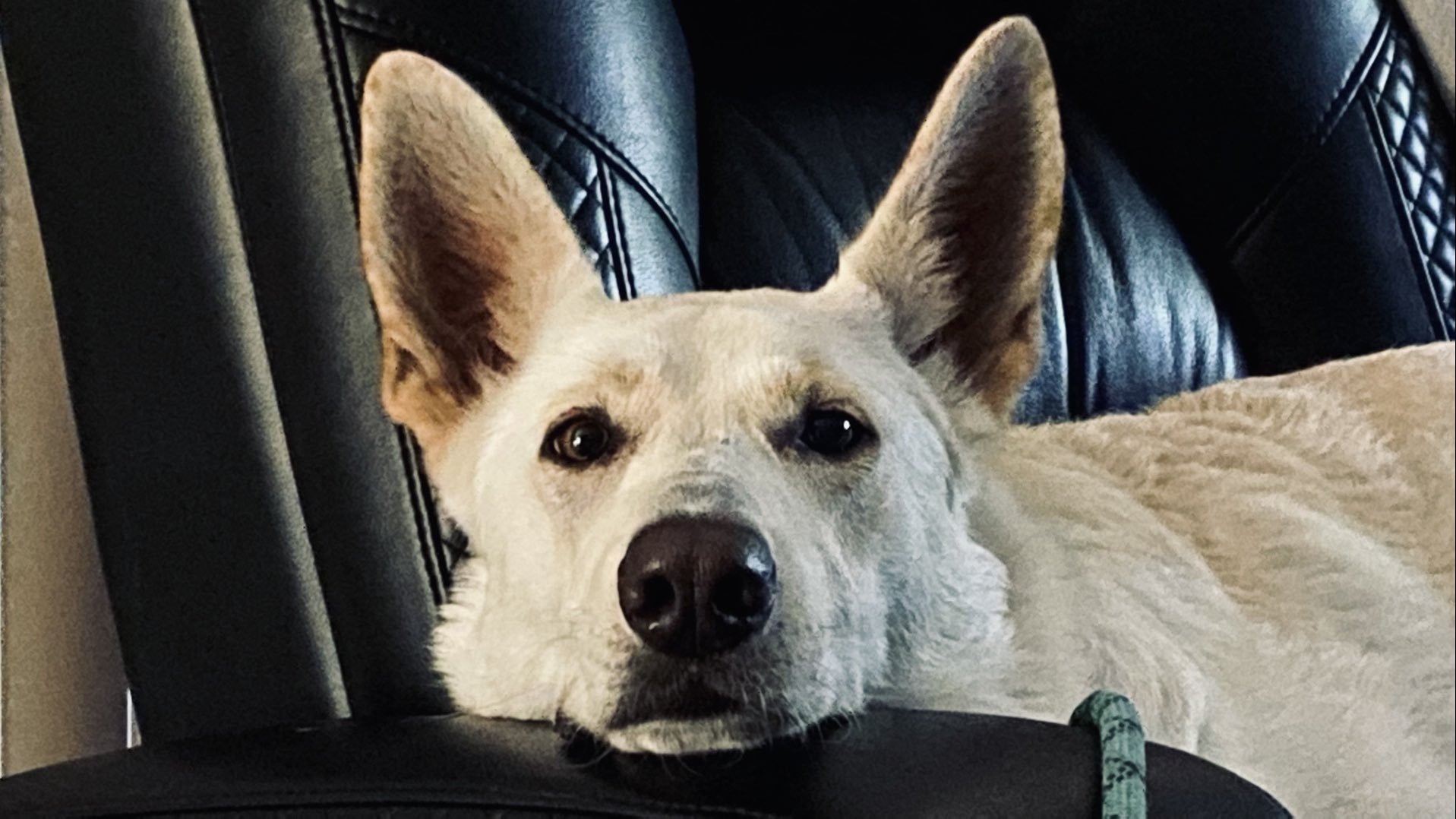 Jeremy Dunham on Twitter "My dog wants me to know she’s watching me