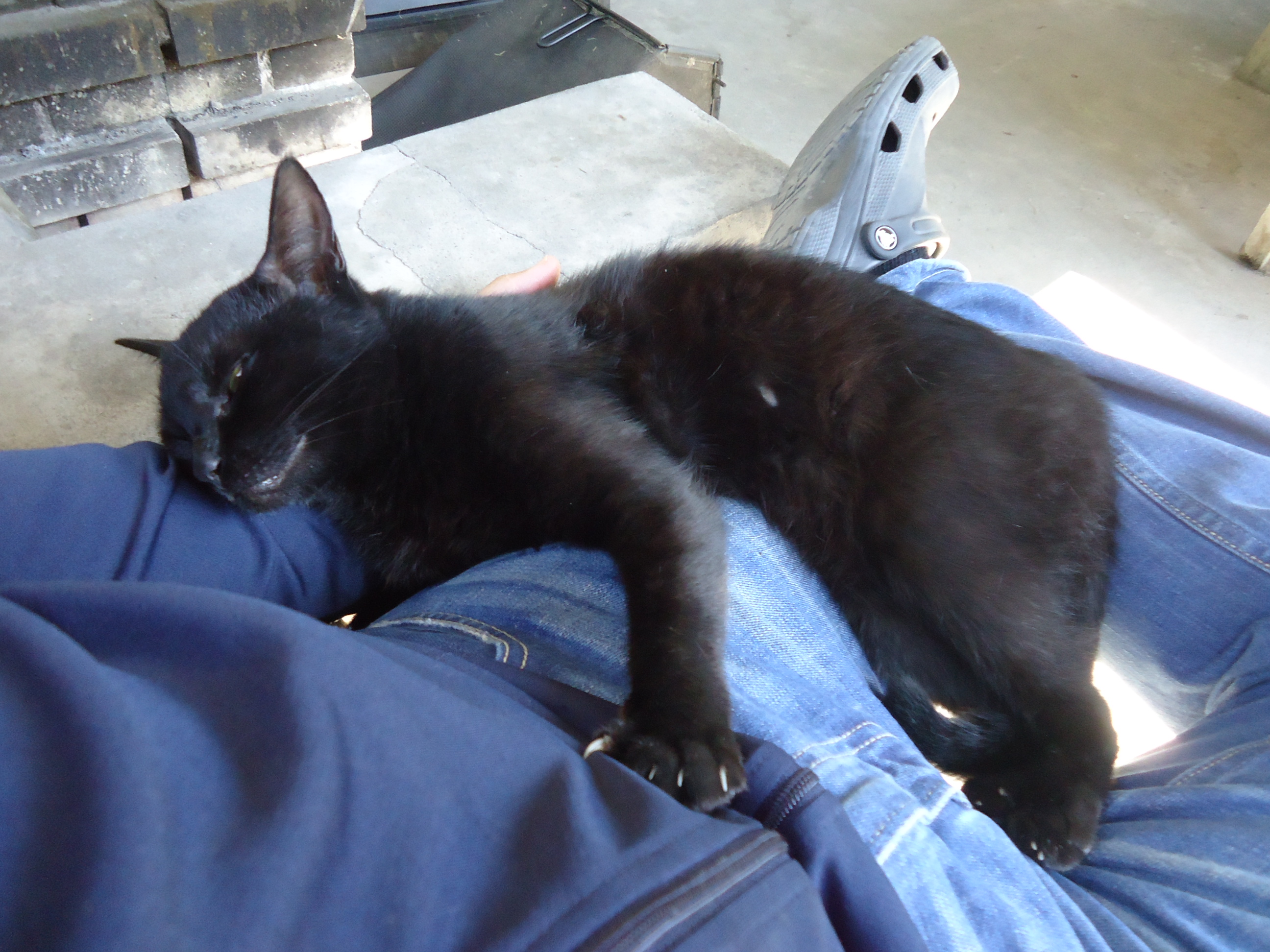 黒猫 Twitter Search Twitter