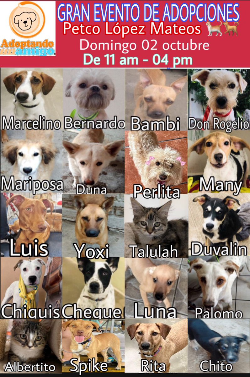 Adoptando un amigo tweet media