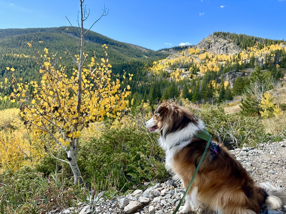 JPdaCheerleader's tweet photo. Our first group hike was so much fun! ❤️⛰️🍂🐾#fallcolors https://t.co/tWZnLF1Z5z