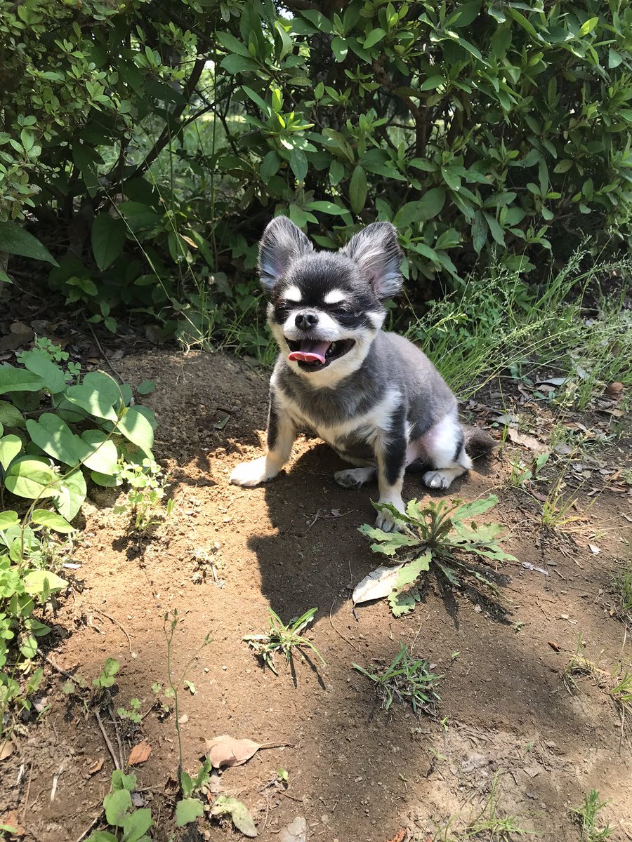 rinako1500's tweet photo. @kurubushi_party 犬の自慢会場はここですね🥰🥰 https://t.co/l9ObeGMyNP