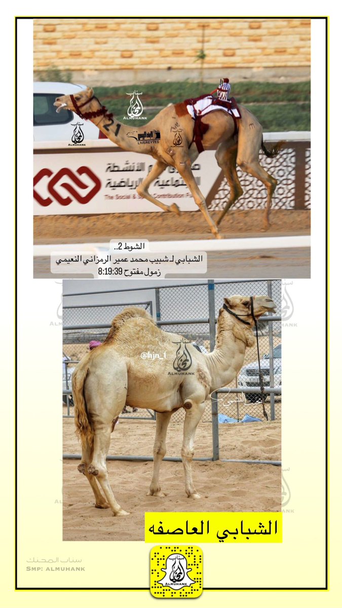 الشوط 2..
🐪 الشبابي لـ شبيب محمد عمير الرمزاني النعيمي 
زمول مفتوح 8:19:39