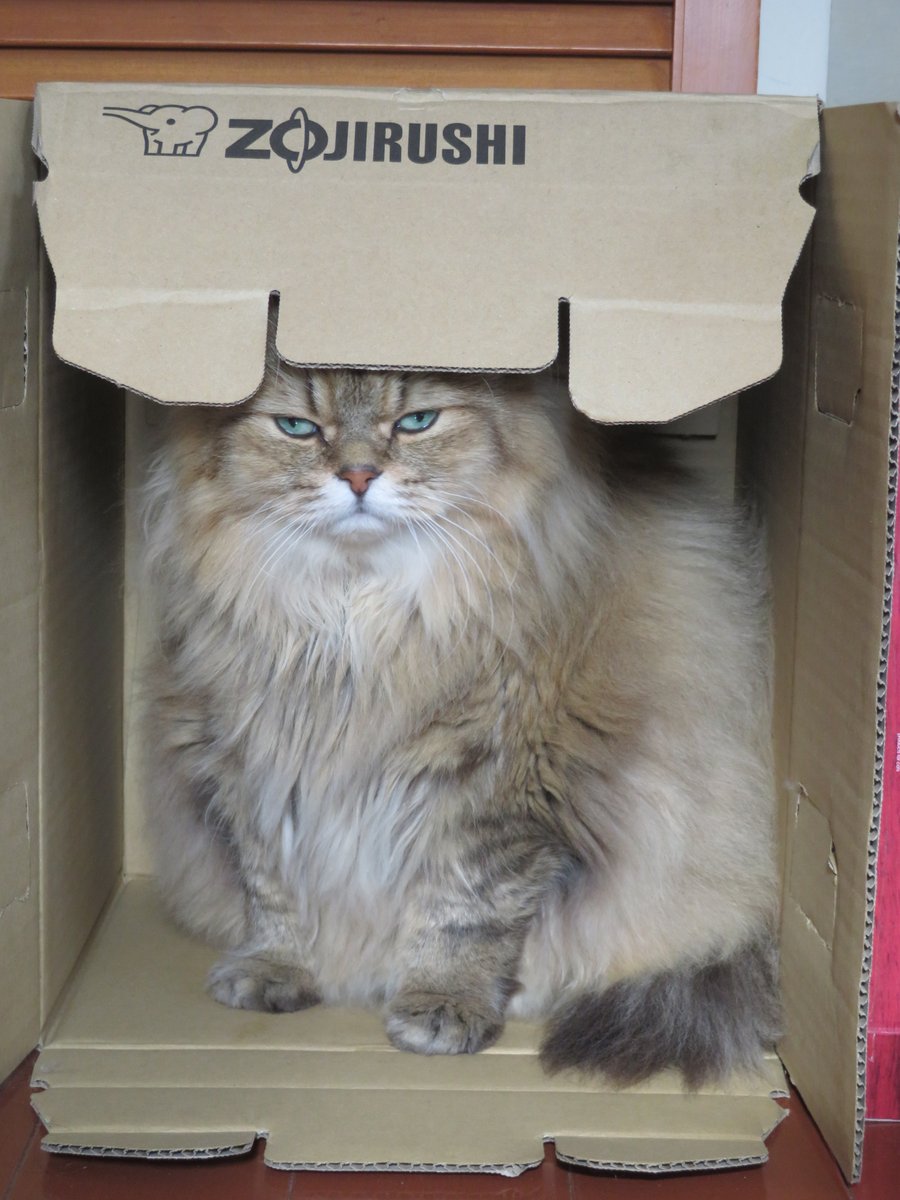 gilvert_B's tweet photo. ぞうじるし #全日本ガン飛ばす猫選手権 https://t.co/HCvrG0UUbC