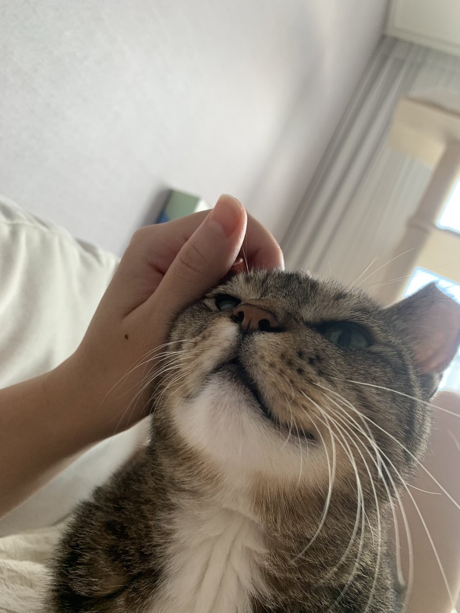 늠름한 현대는 토비가 떠나고 밥을 통 먹지 않았어요. 이것저것 검사도 몇번 받았지만 수치상엔 이상이 전혀 없는데 어째서 인지 식욕이 뚝 떨어져 걱정입니다,,,,ㅠㅠ