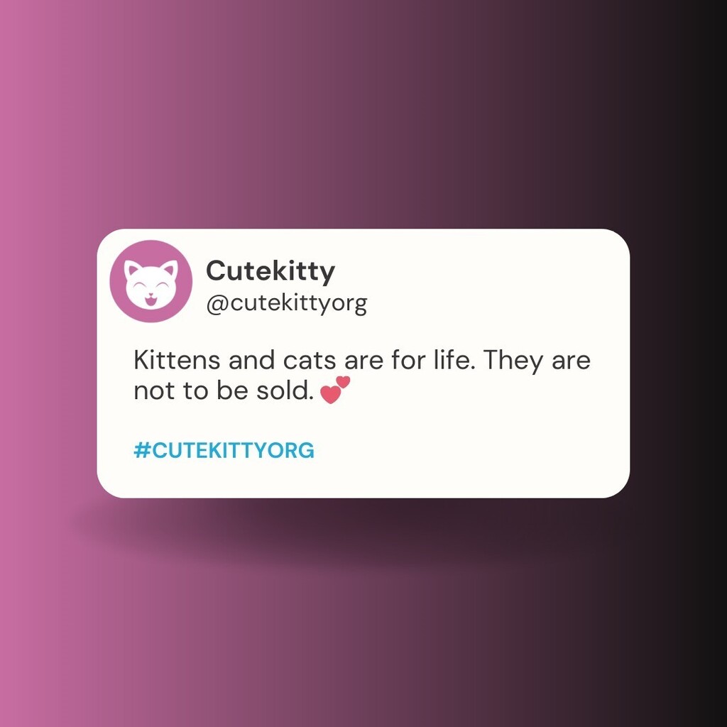 cutekittyorg's tweet photo. Kittens and cats are for life. They are not to be sold.
.
.
.
.
.
.#helpcat #catsonly #catsforever #catsforlife #catloversworld #catsarethebest #catsworld #catloversworld #cryptocurrencytrade #cryptocurrencyinvesting #cryptocurrencysolution #cryptocurren… https://t.co/W4OwGZYon1 https://t.co/Ac30i2Hpxz
