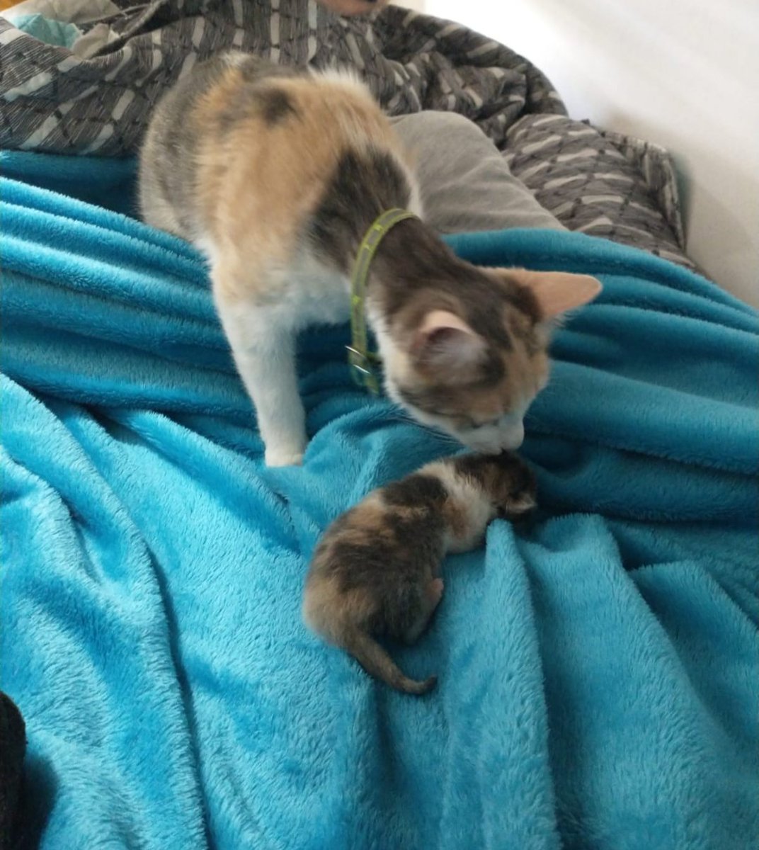 ValeMontero99's tweet photo. Mamá Kiwi e hija Kiwicita💖 https://t.co/eGMSygKPP6